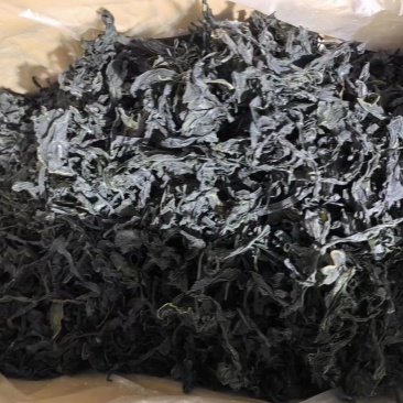 干裙带菜无盐无沙质量保证基地直供一手货源量大优惠