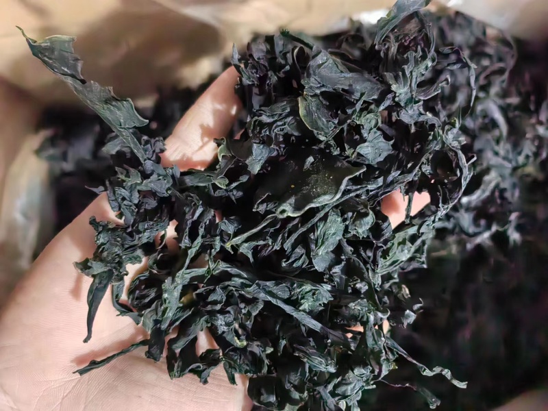 干裙带菜无盐无沙质量保证基地直供一手货源量大优惠