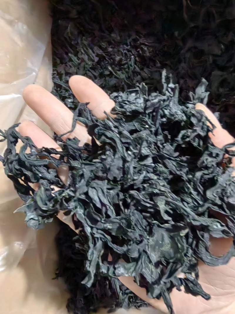 干裙带菜无盐无沙质量保证基地直供一手货源量大优惠