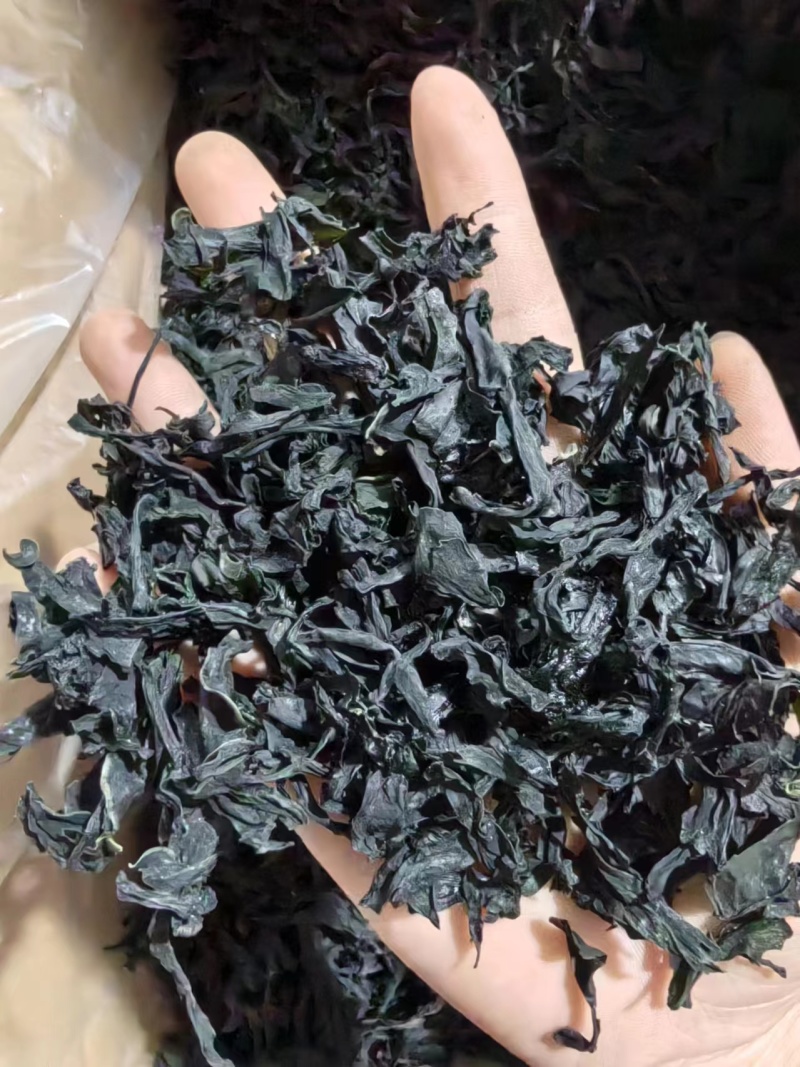 干裙带菜无盐无沙质量保证基地直供一手货源量大优惠