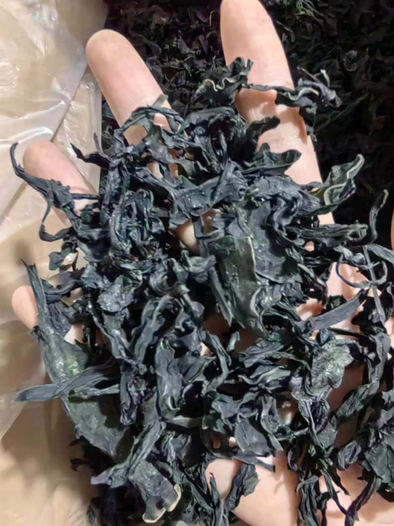 干裙带菜无盐无沙质量保证基地直供一手货源量大优惠