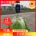 福建白菜黄心大白菜泡菜大量上市中货源充足产地供应一手货源