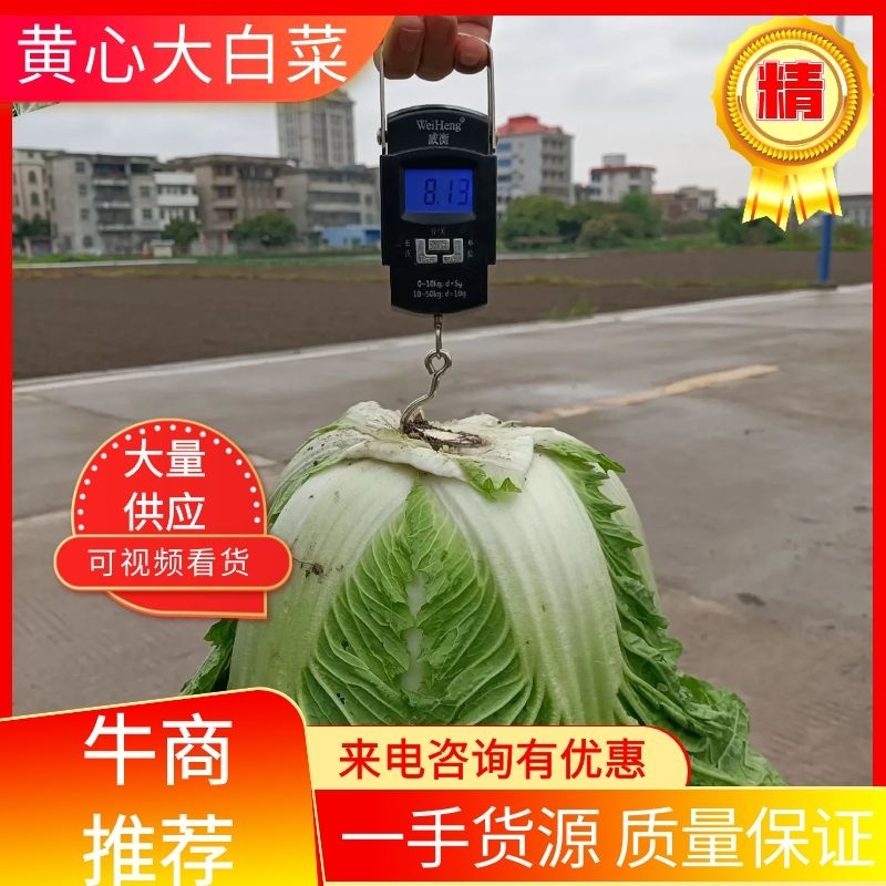 福建白菜黄心大白菜泡菜大量上市中货源充足产地供应一手货源