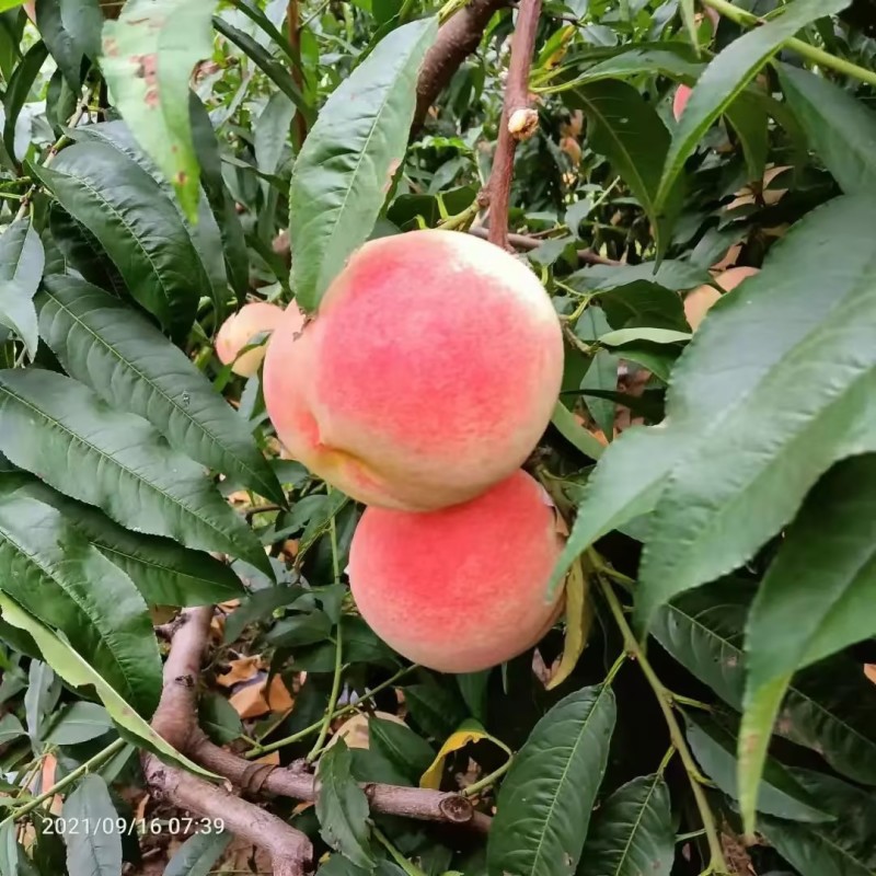 阳山水蜜桃树苗，嫁接桃树苗，地栽盆栽，南北方种植