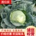 福建包菜甘蓝手撕包菜中甘甘蓝扁包圆包菜产地发货，一手货源