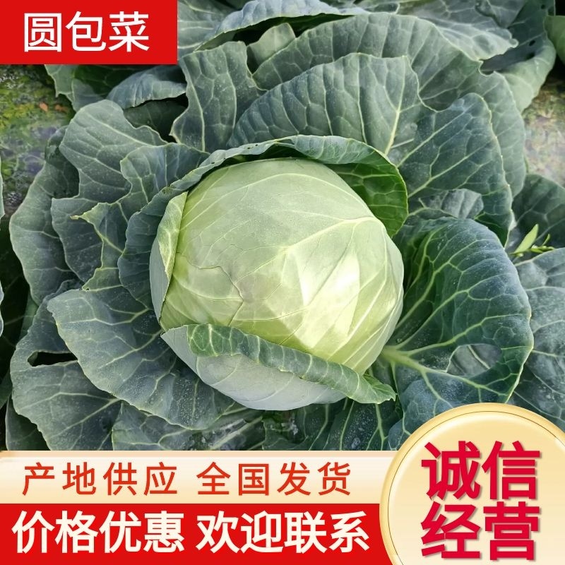 福建包菜甘蓝手撕包菜中甘甘蓝扁包圆包菜产地发货，一手货源