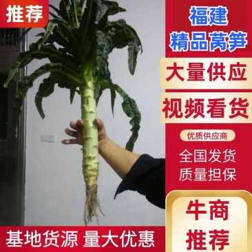 莴笋2斤以上产地供应，皮薄不空心质量保证视频看货