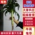 莴笋2斤以上产地供应，皮薄不空心质量保证视频看货
