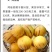 人参果苗品质好产量高抗病性强商品性好