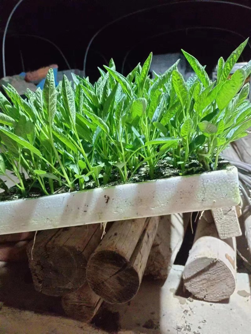 人参果苗品质好产量高抗病性强商品性好