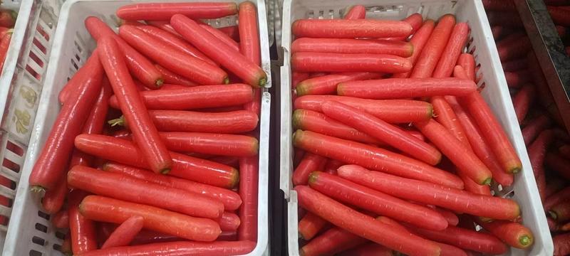 大荔县优选水果胡萝卜，产地直发，保质保量，欢迎选购