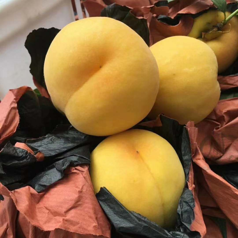 黄金蜜1号黄金蜜黄毛桃汁甜如蜜整车批发现摘先发果园直达