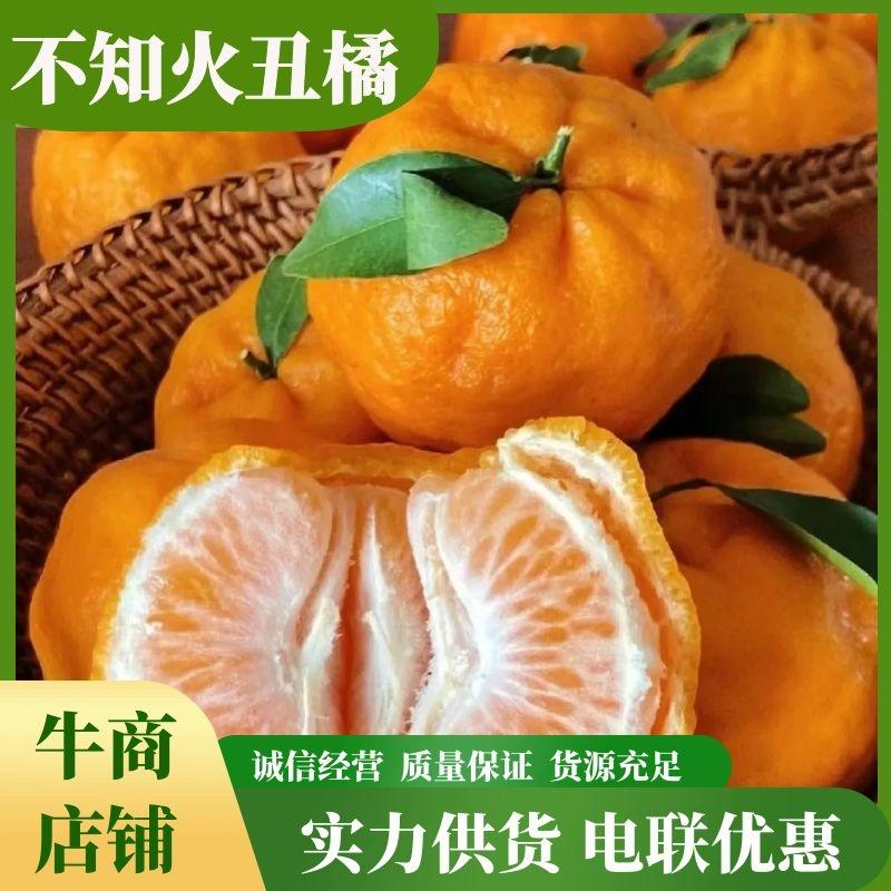 【精品】四川不知火柑桔丑橘产地一手货源量大价优欢迎合作