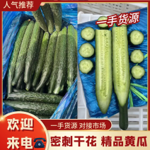 河南商丘精品黄瓜一手货源夏邑万亩大棚顶花带刺量大