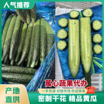 【干花带刺】精品黄瓜一手货源万亩大棚需要量大