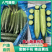【干花带刺】精品黄瓜一手货源万亩大棚需要联系量大