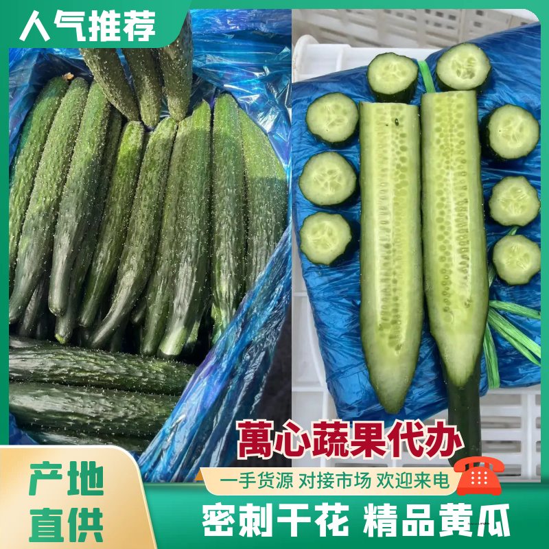 【干花带刺】精品黄瓜一手货源万亩大棚需要联系量大