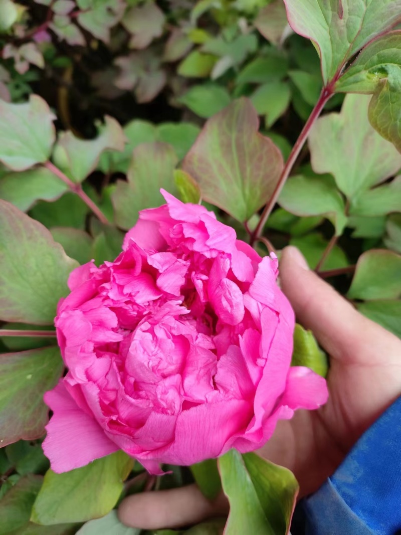 菏泽精品牡丹鲜花大量现货产地直发保质保量一件包邮