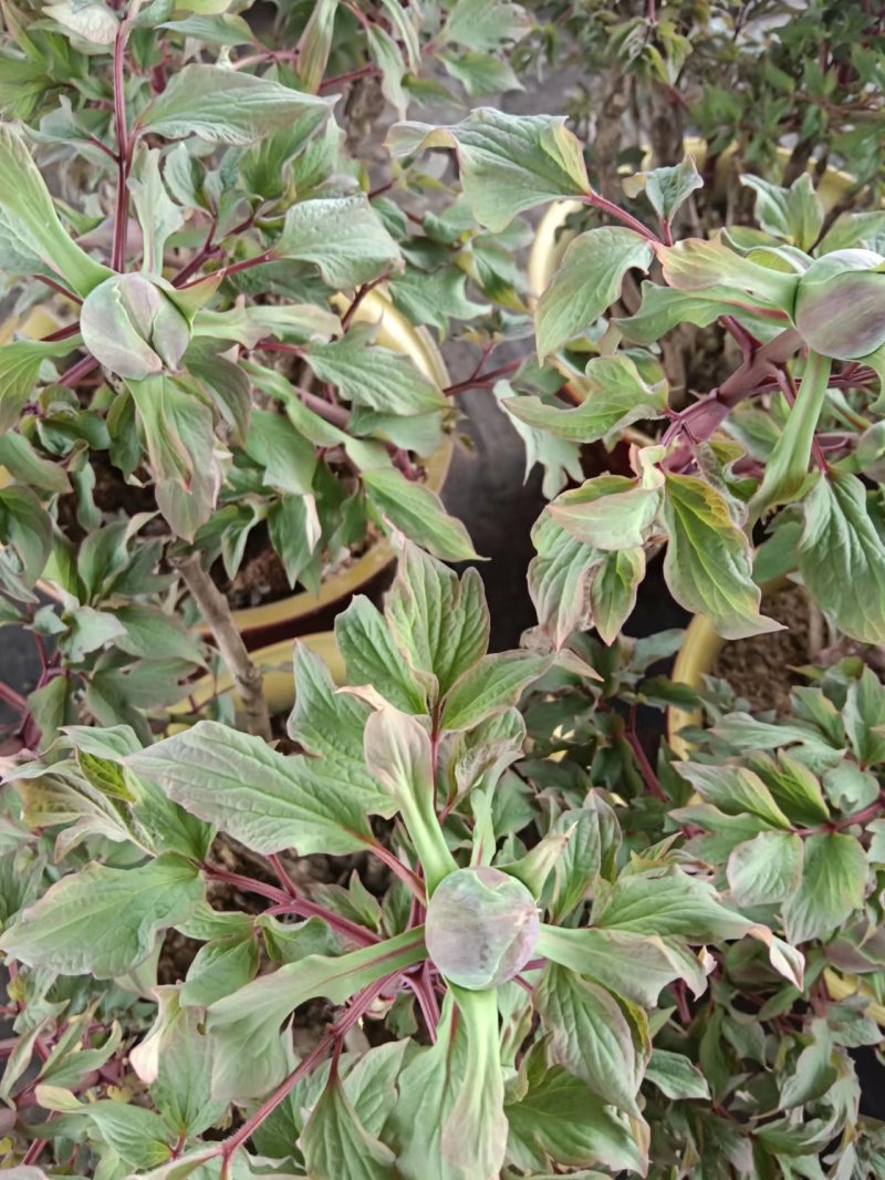 菏泽精品牡丹鲜花大量现货产地直发保质保量一件包邮