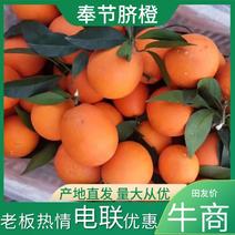 重庆奉节脐橙伦晚，次果-高次-通货-精品(专业代收)