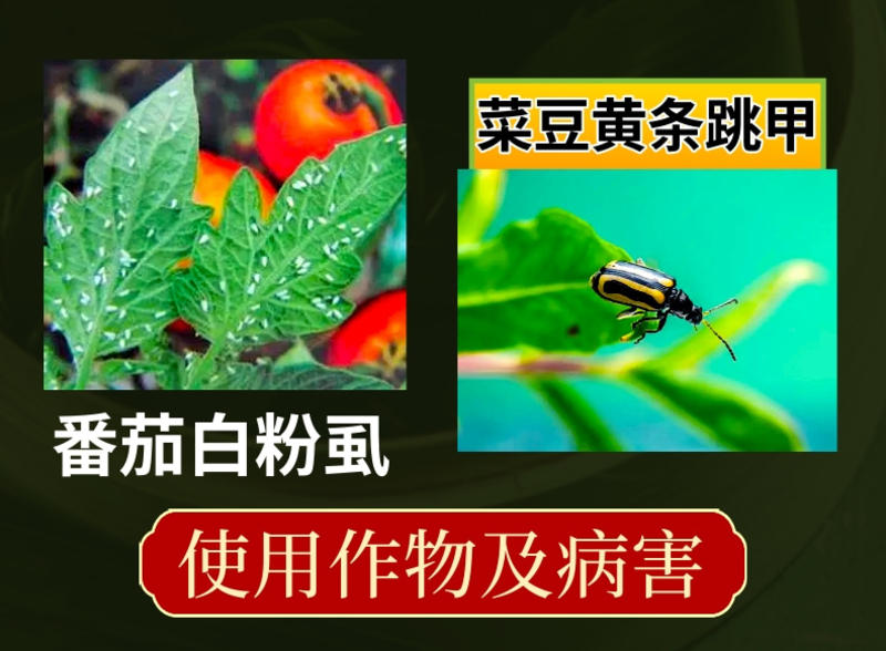 6%联菊啶虫脒白粉虱蚜虫跳甲稻飞虱好用杀虫剂
