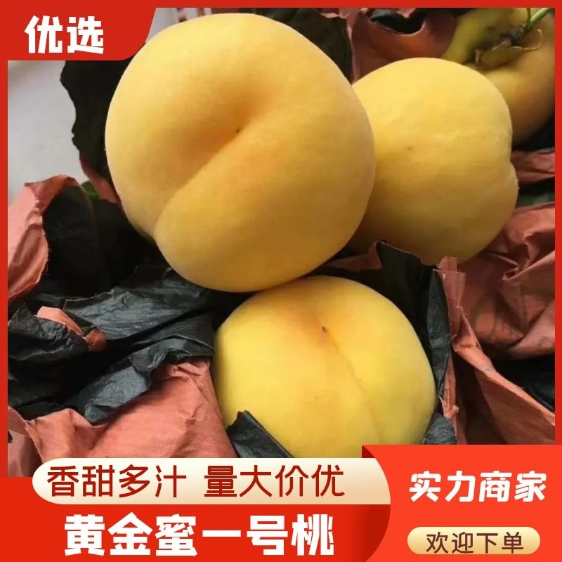 黄金蜜1号黄金蜜黄毛桃汁甜如蜜整车批发现摘先发果园直达