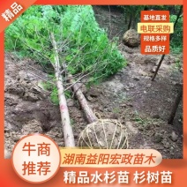 中山杉，柳杉，速生水杉苗，杉树各种规格，基地现挖现发量大