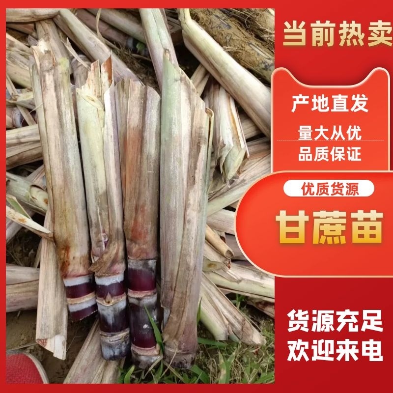 河南周边来电便宜甘蔗种苗黑皮甘蔗苗黄皮黑甘蔗苗成活率高甜度高