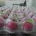 冰淇淋樱桃鹅肝品质保证产地直发可视频看货欢迎咨询