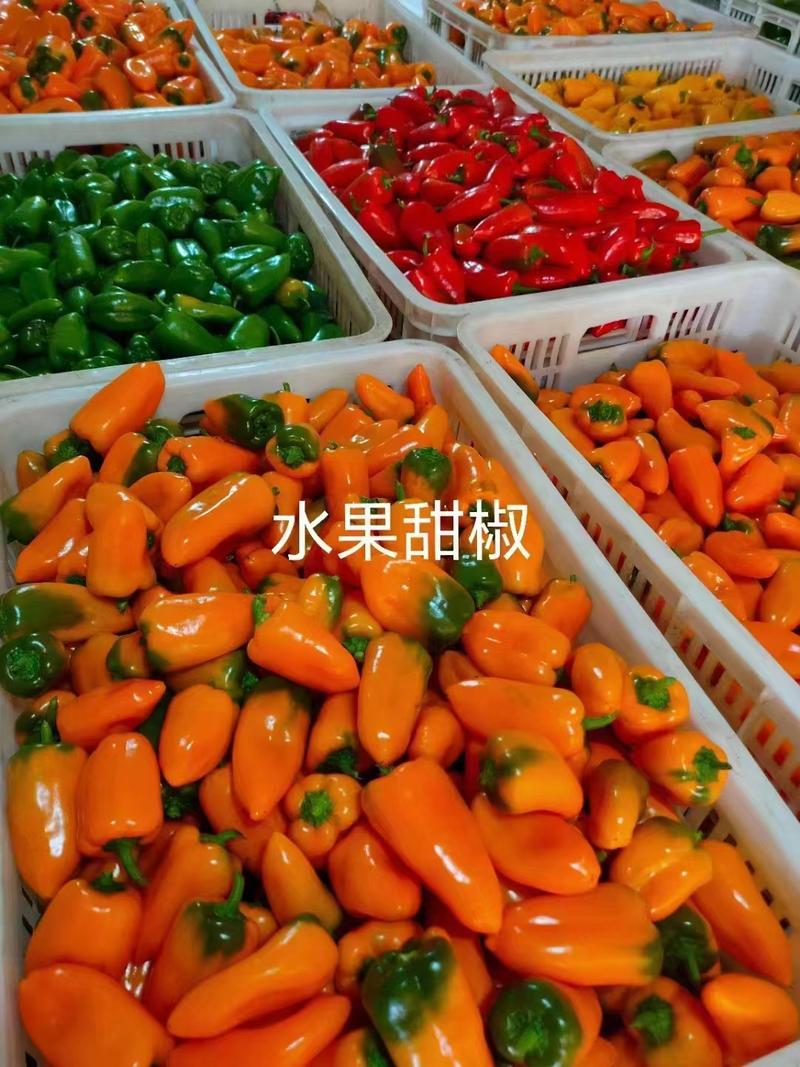 【热卖】优质供货电商，水果甜椒，价格优惠，全国代发优惠