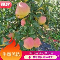 水蜜桃苹果苗，日本引进新品种，早熟水蜜桃苹果苗嫁接苗