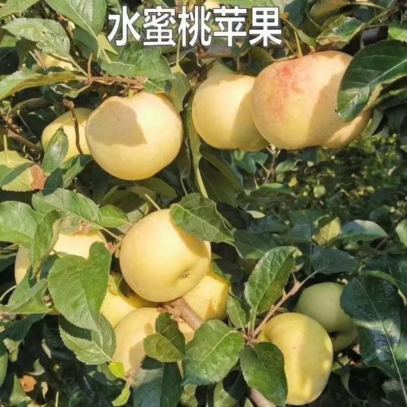 水蜜桃苹果苗，日本引进新品种，早熟水蜜桃苹果苗嫁接苗
