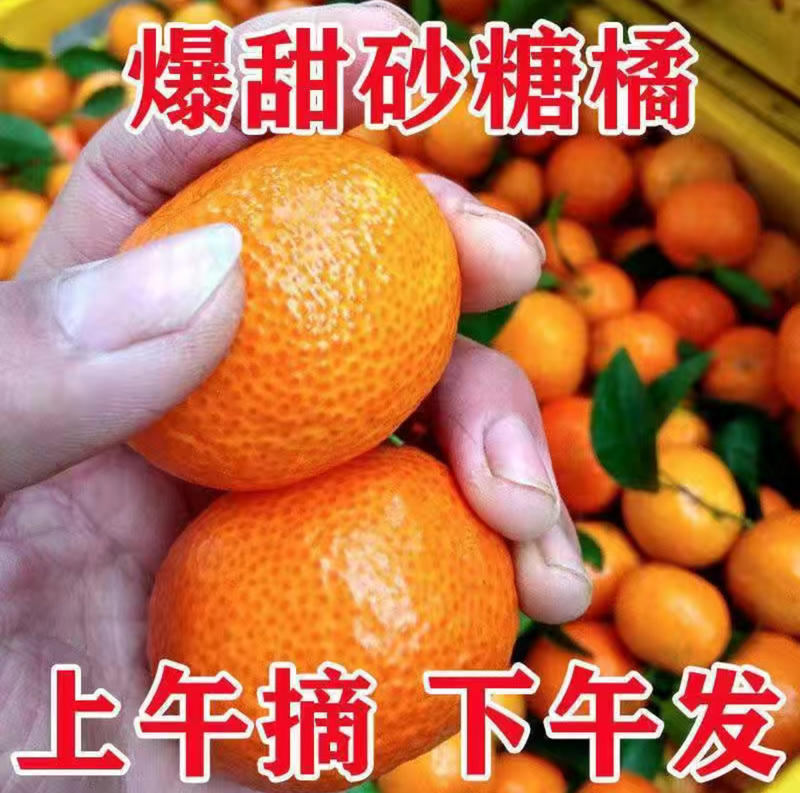 【秒发货】四川砂糖橘一手货源汁多皮薄电商档口商超量大从优来电