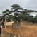广东揭阳罗汉松，百亩种植基地，品质保证欢迎选购