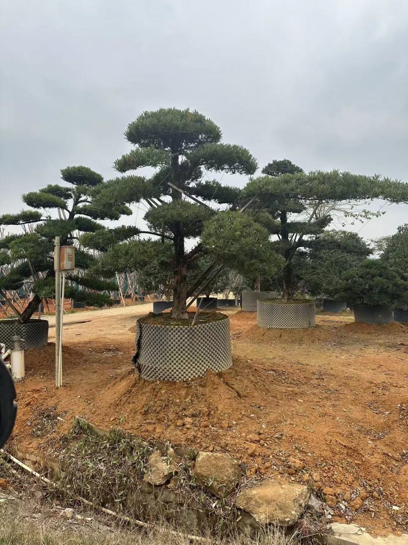 广东揭阳罗汉松，百亩种植基地，品质保证欢迎选购