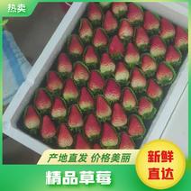 精品妙香草莓联盟二号草莓大量现货基地直发保质保量