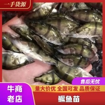 鳜鱼苗，桂花鱼苗，优质抗病桂花鱼苗，翘嘴鳜鱼苗，广西鱼苗