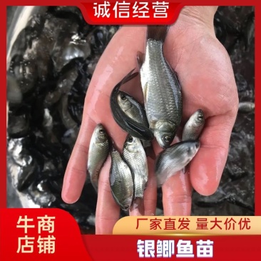 银鲫鱼苗,中科三号鲫鱼苗,中科五号鲫鱼苗,湘云鲫鱼苗