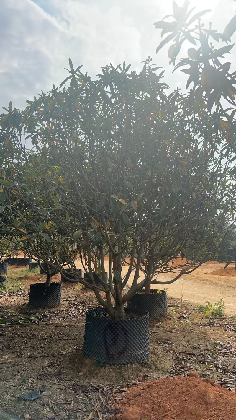 揭阳枇杷树，品质保证自家百亩种植，成活率高欢迎选购