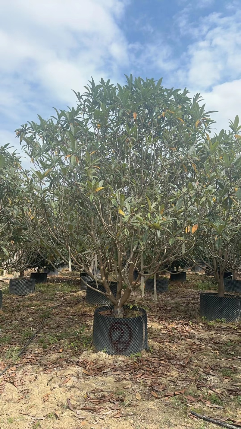 揭阳枇杷树，品质保证自家百亩种植，成活率高欢迎选购