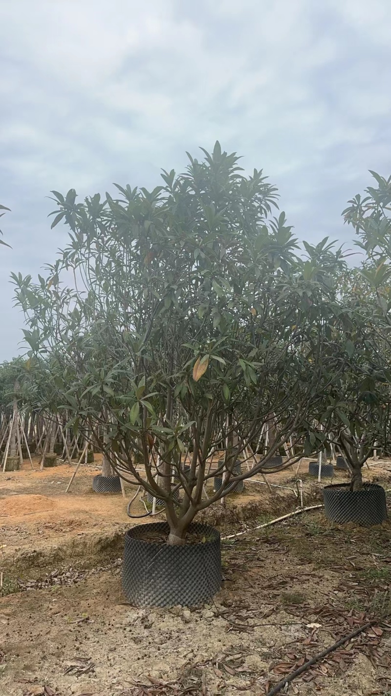 揭阳枇杷树，品质保证自家百亩种植，成活率高欢迎选购