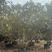 揭阳枇杷树，品质保证自家百亩种植，成活率高欢迎选购