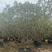 揭阳枇杷树，品质保证自家百亩种植，成活率高欢迎选购