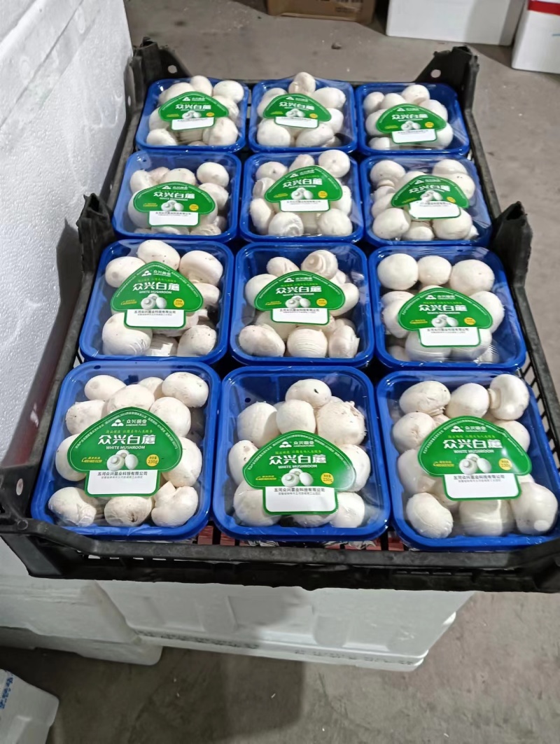 【口蘑】大量供应山东潍坊基地直供质量上乘一手货源