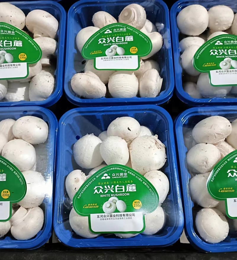 【口蘑】大量供应山东潍坊基地直供质量上乘一手货源