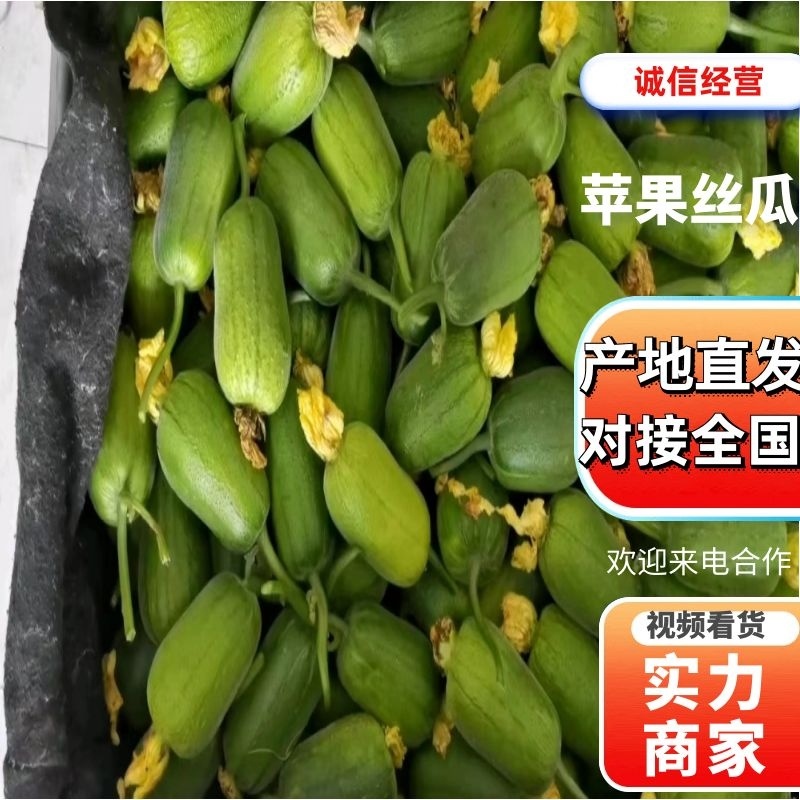 【推荐】优质供货电商，苹果丝瓜，山东潍坊，量大价格优惠