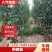 河南梨树苗嫁接秋月，酥翠，晚秋精心嫁接定植栽培见果采接穗