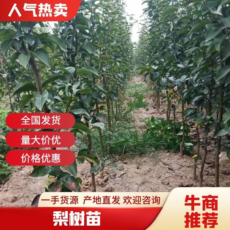 河南梨树苗嫁接秋月，酥翠，晚秋精心嫁接定植栽培见果采接穗