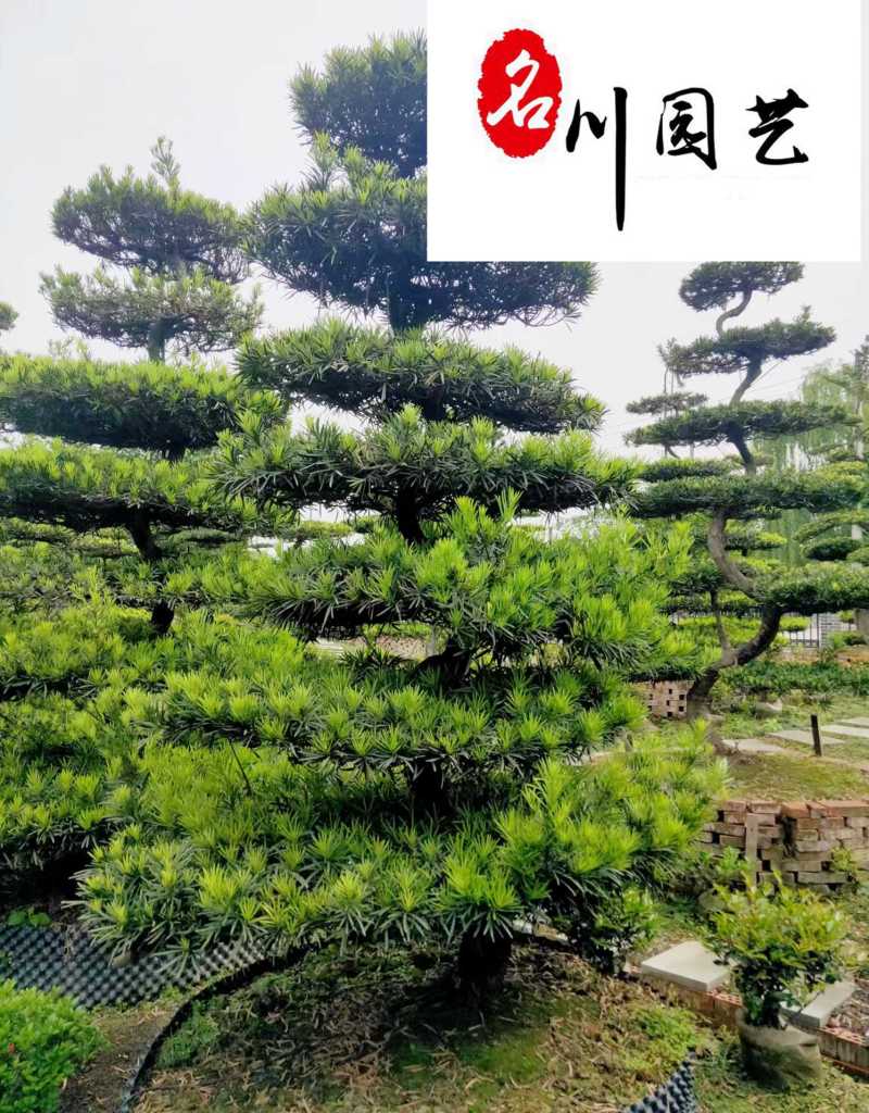 供应精品造型罗汉松川派罗汉松盆景出售成都造型苗木批发