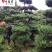 供应精品造型罗汉松川派罗汉松盆景出售成都造型苗木批发